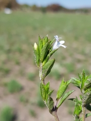 Dyschoriste costata