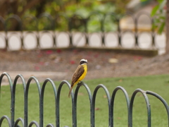 Myiozetetes cayanensis