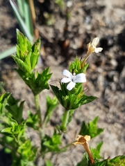 Dyschoriste costata