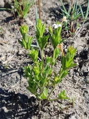 Dyschoriste costata
