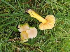 Hygrocybe quieta