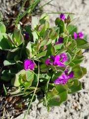 Polygala transvaalensis