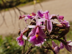 Epidendrum calanthum
