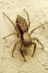 Menemerus taeniatus