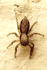 Menemerus taeniatus
