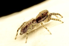Menemerus taeniatus