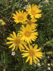 Heterotheca camporum glandulissima