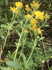 Heterotheca camporum glandulissima