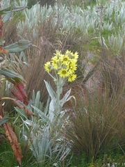 Senecio niveoaureus