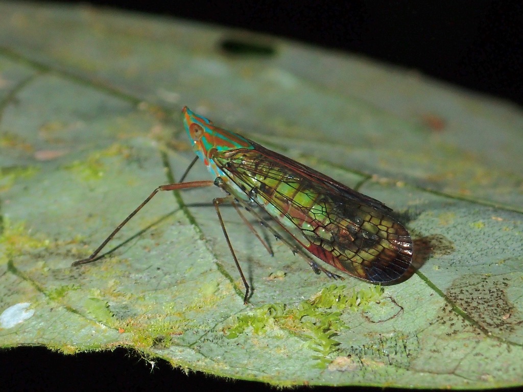 Centromeria maculata