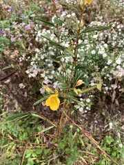 Chamaecrista fasciculata