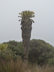 Espeletia hartwegiana