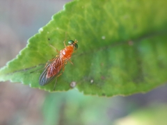 Ptectisargus ranohira