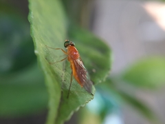 Ptectisargus ranohira