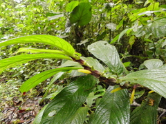 Columnea rubriacuta