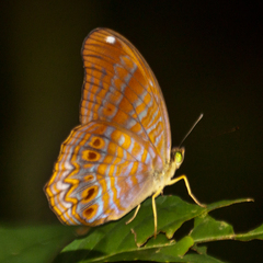 Terinos terpander intermedia