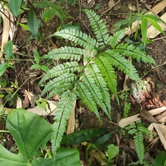 Arachniodes rhomboidea