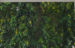 Xanthostemon chrysanthus