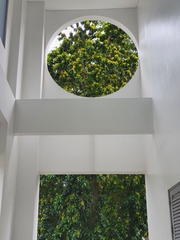 Xanthostemon chrysanthus