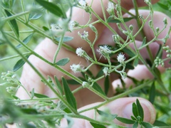 Eupatorium semiserratum