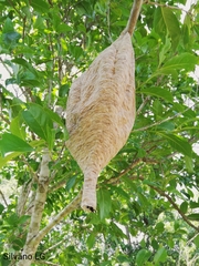 Parachartergus apicalis