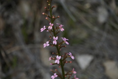 Stylidium crassifolium