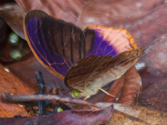 Terinos terpander intermedia
