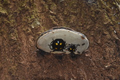 Eumorphus marginatus