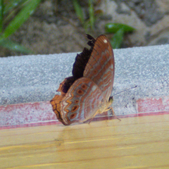 Terinos terpander intermedia