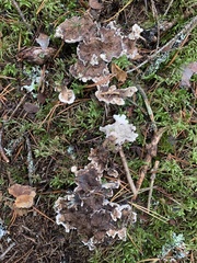 Phellodon tomentosus