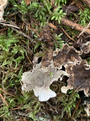 Phellodon tomentosus