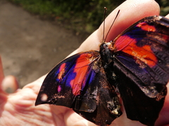 Charaxinae