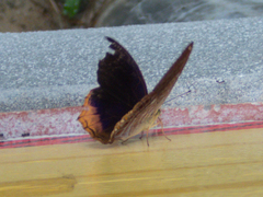 Terinos terpander intermedia