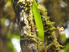 Maxillaria porrecta