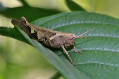 Xenocatantops brachycerus