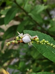 Thomisus spectabilis