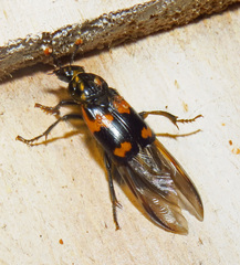 Nicrophorus sayi