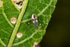 Oxycarenus luctuosus