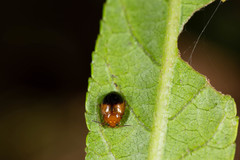 Nisotra bicolorata