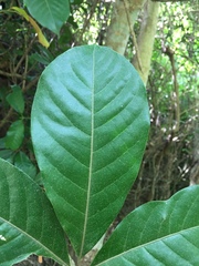 Aglaia rimosa