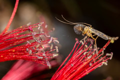 Chironomus cloacalis