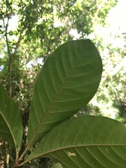 Aglaia rimosa