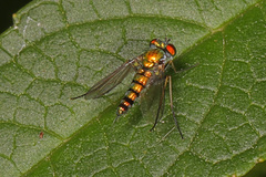 Condylostylus caudatus