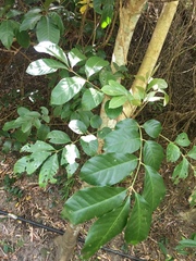 Aglaia rimosa