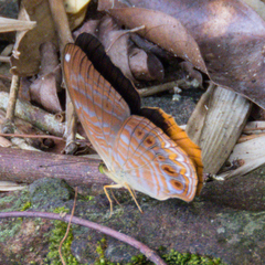 Terinos terpander intermedia