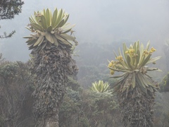 Espeletia hartwegiana