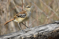 Myrmorchilus strigilatus