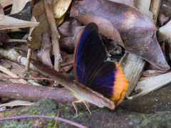 Terinos terpander intermedia