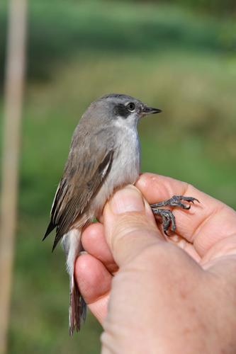 Lesser Whitethroat