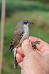 Lesser Whitethroat photo 6